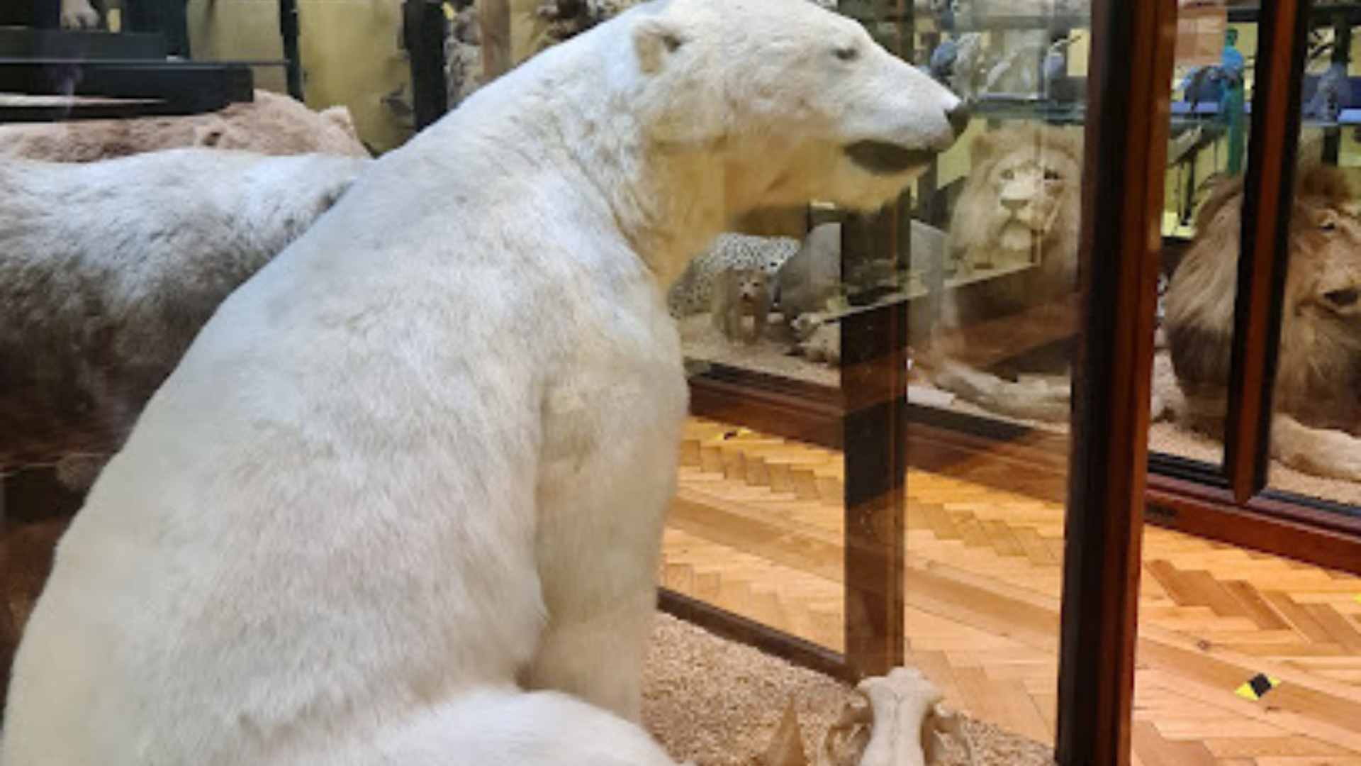 Natural History Museum at Tring